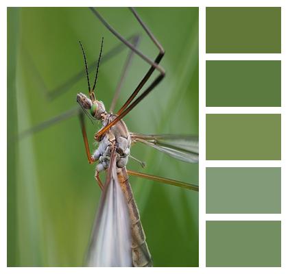 Crane Fly Insect Fly Image